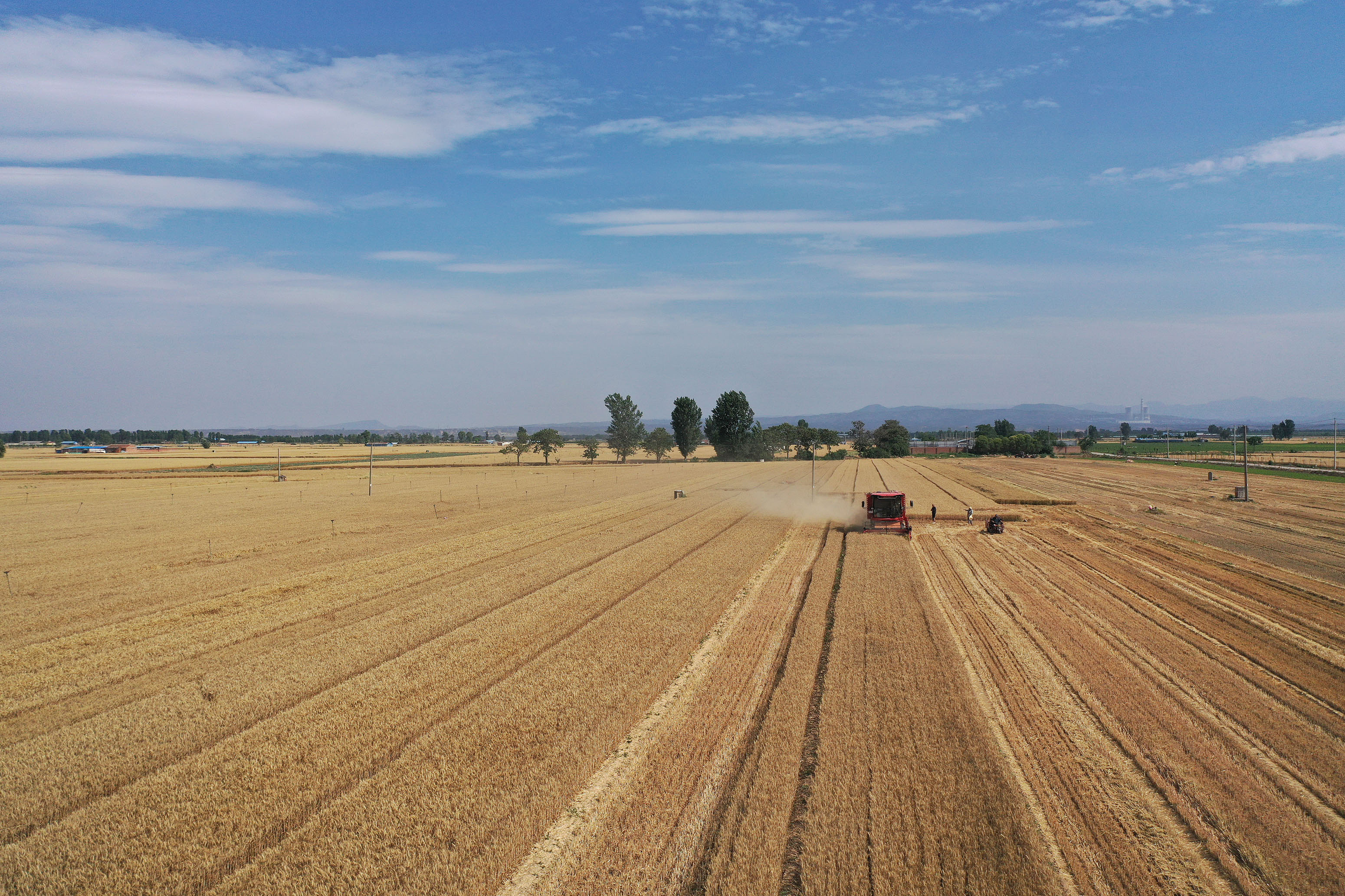 2025年6月3日，河南焦作，溫縣黃河街道灘王莊村農(nóng)民駕駛收割機(jī)收獲小麥。