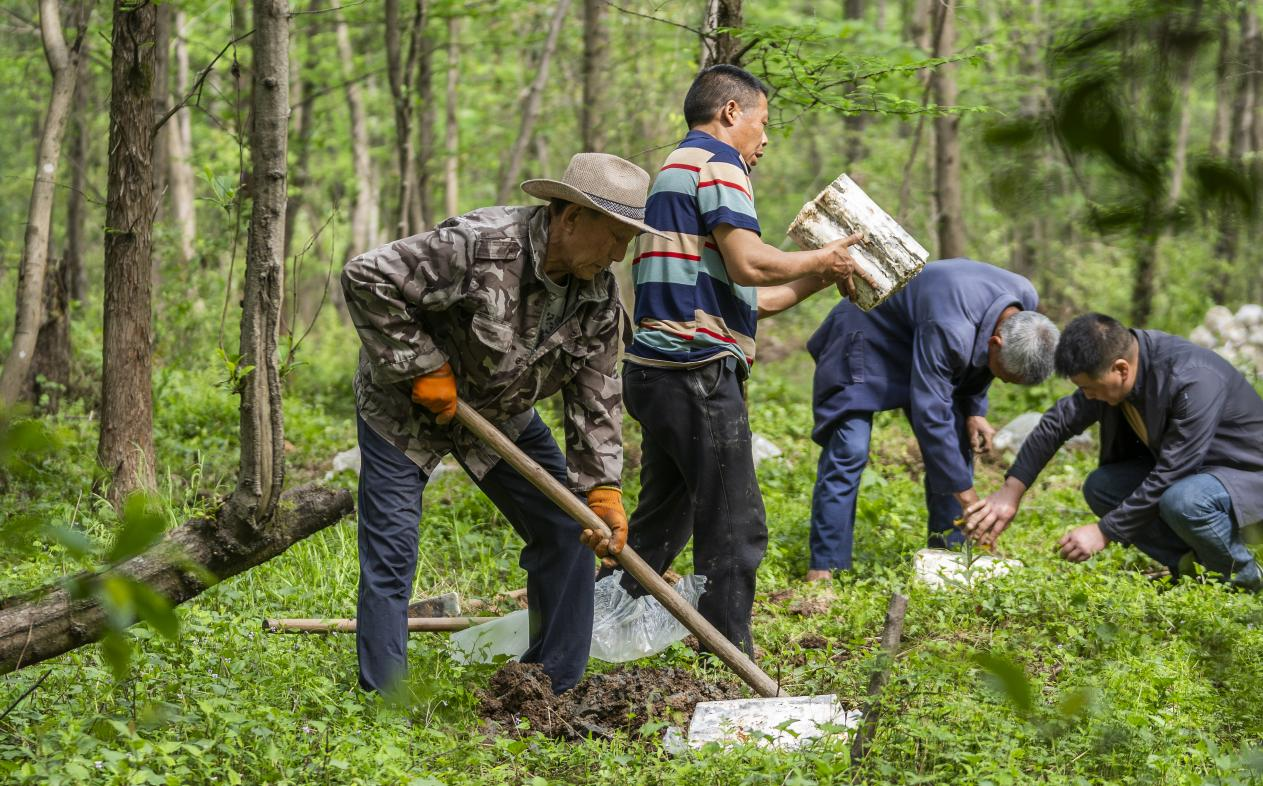 2025年4月16日，江西新余，仙女湖區(qū)河下鎮(zhèn)花園村林場，人們正在搬運、栽植靈芝菌棒。